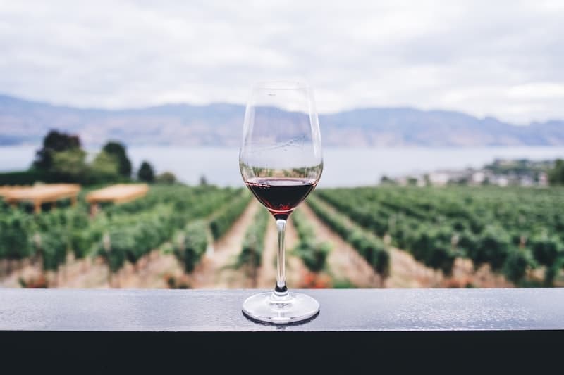 Verre de vin rouge devant les rangées de vignes lors d'une dégustation