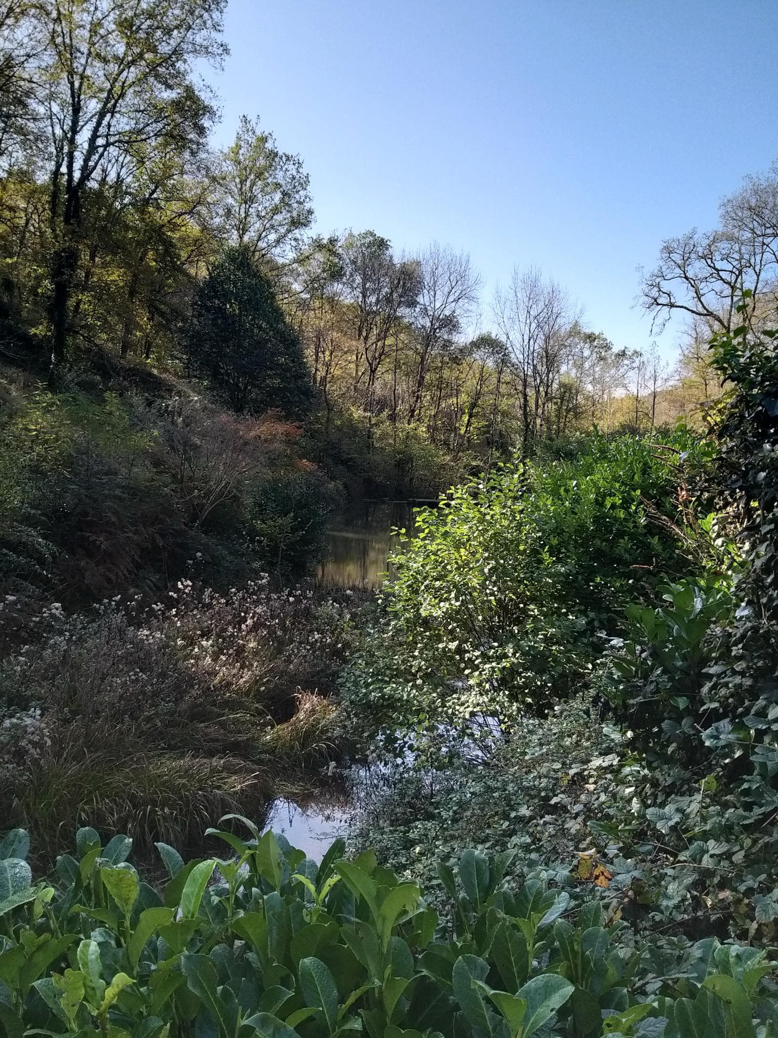 L'étang du moulin entouré de végétation automnale